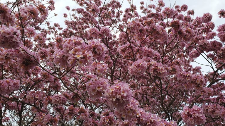 El arranque de la primavera está a la vuelta de la esquina en el hemisferio sur.