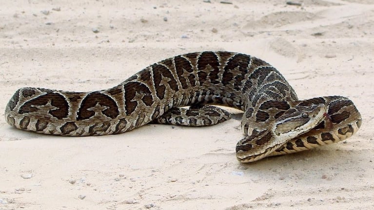 El ataque ocurrió el pasado domingo a la noche.