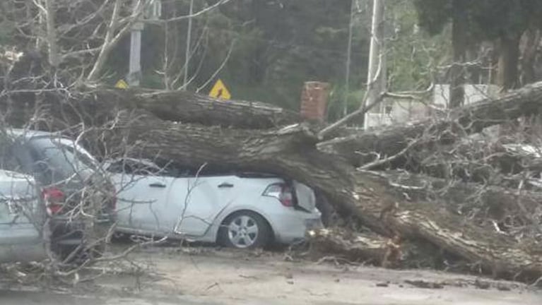 El auto del intendente aplastado por las ramas. Fotos: Radio Jesús María.