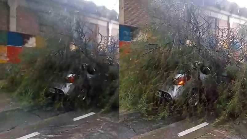 El auto quedó atrapado por las ramas del árbol del SEP.