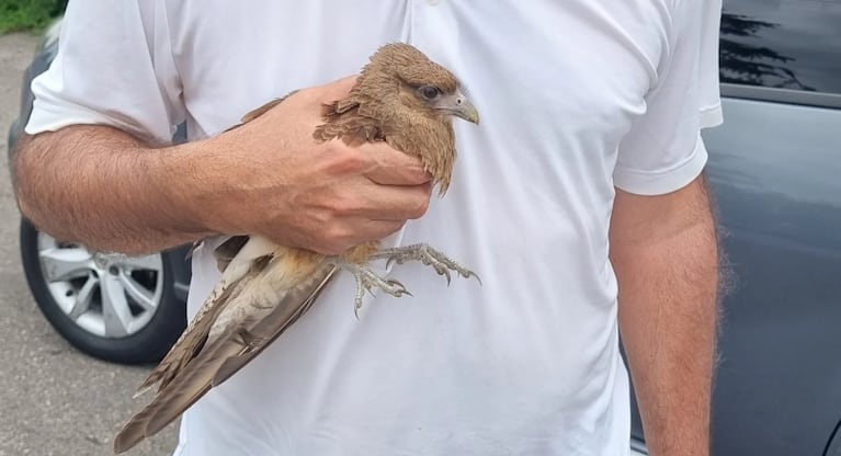 El ave fue hallada herida en un country de Córdoba.