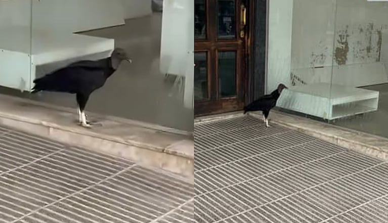 El ave que apareció en el centro de Córdoba.