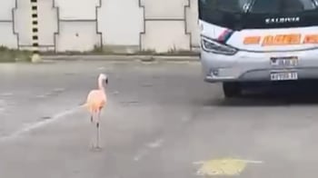 El ave se paseó entre los colectivos interurbanos.
