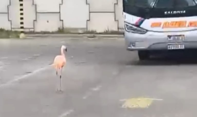 El ave se paseó entre los colectivos interurbanos.
