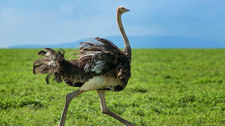 El avestruz es uno de los animales más rápidos del mundo.