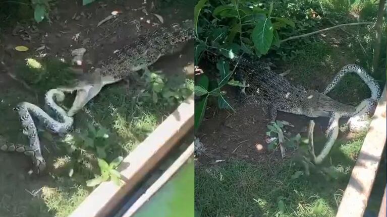 El brutal combate entre una pitón y un cocodrilo.