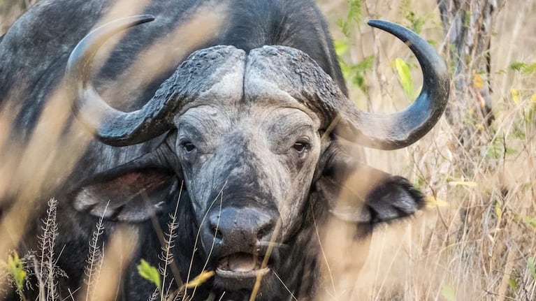 El búfalo del Cabo es considerado uno de los animales más peligrosos del continente africano.