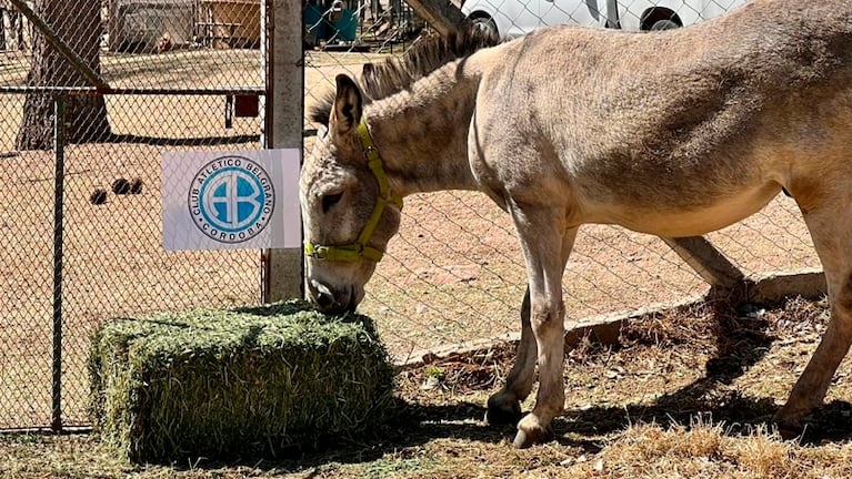 El burro Andrés anticipó el resultado de Belgrano y Brown de Adrogué en San Nicolás