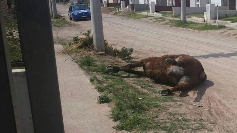 El caballo estuvo tirado en la calle durante un día. Foto: María / El Doce y Vos