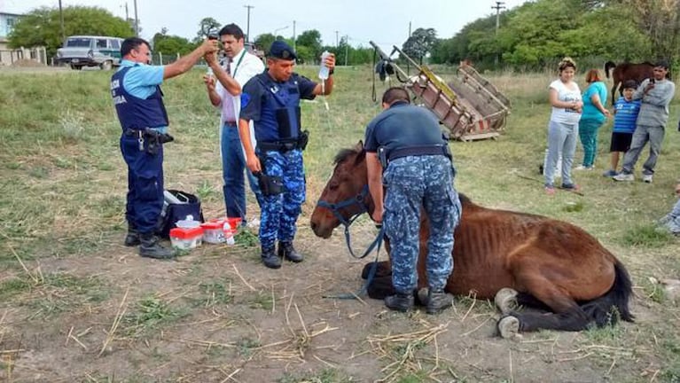 El caballo fue atendido por un veterinario. Foto: Policía de Córdoba.