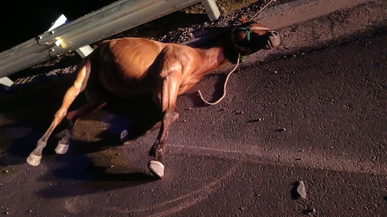 El caballo fue chocado por un auto días atrás.