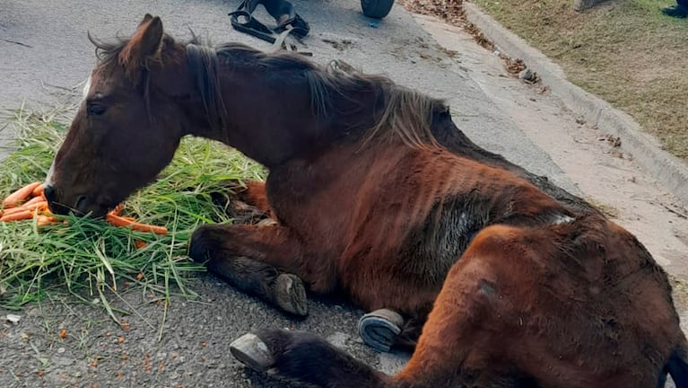 El caballo fue rescatado por personal policial en barrio Renacimiento.