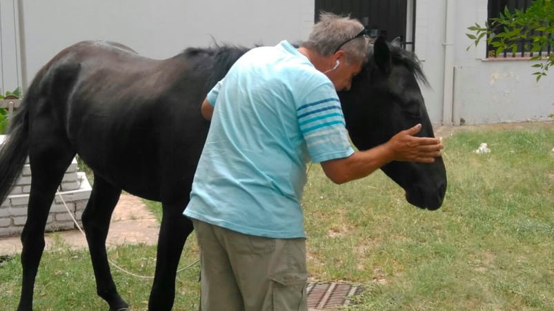 El caballo fue robado de un predio en Juan B. Justo.