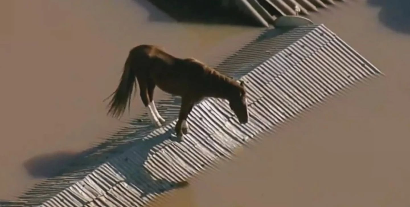 El TRISTÍSIMO video de un caballo atrapado en un techo tras las  inundaciones en Brasil que conmueve a todos | ElDoce