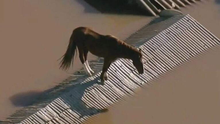 El caballo haciendo equilibrio en el techo.