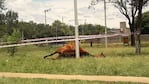 El caballo murió en medio de la plaza.