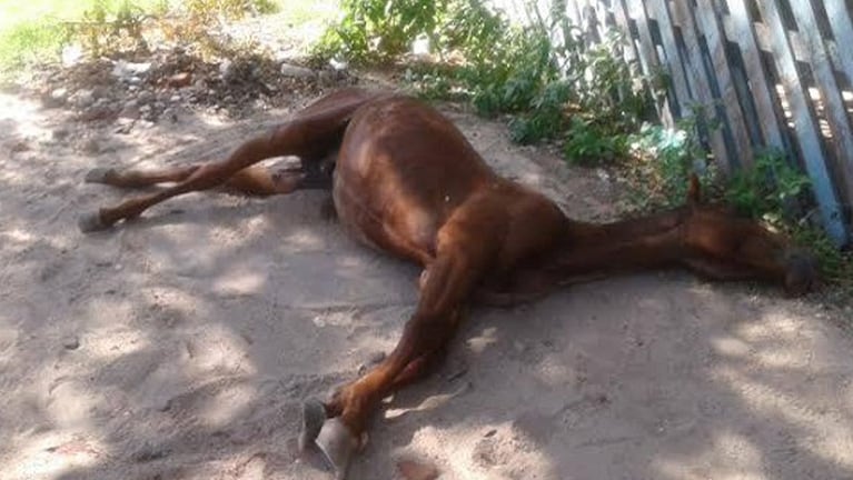 El caballo murió tras los golpes que recibió.
