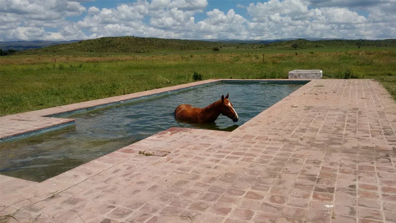 El caballo que no aguantó el calor y decidió refrescarse en la pileta. 