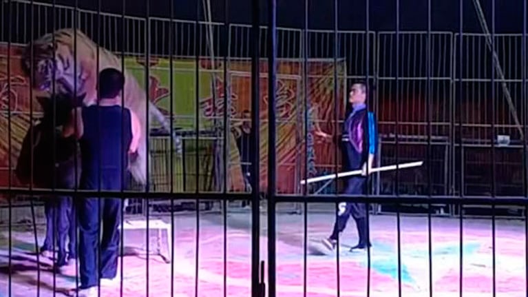 El caballo se libró sólo de sus felinos agresores, en el circo chino.