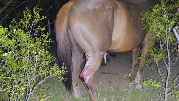 El caballo solo sufrió algunas heridas.