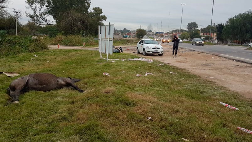 El caballo también murió y fue corrido al costado de la ruta.