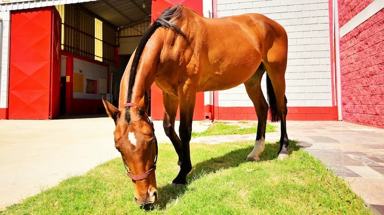 El caballo utilizado en la búsqueda de personas había sido robado en Pilar.