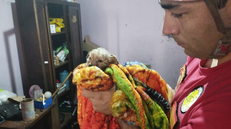 El cachorrito fue rescatado de un desagüe en barrio Altamira.