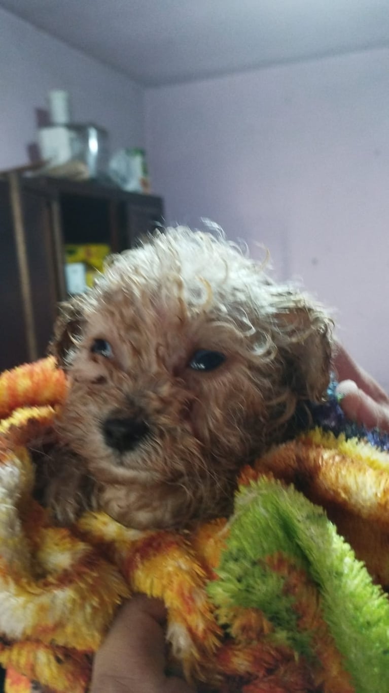 El cachorrito fue rescatado de un desagüe en barrio Altamira.
