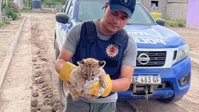 El cachorro de puma estaba en una casa de San Francisco del Chañar.
