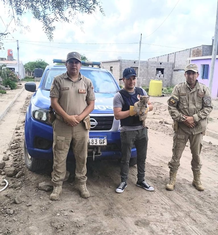 El cachorro de puma estaba en una casa de San Francisco del Chañar.