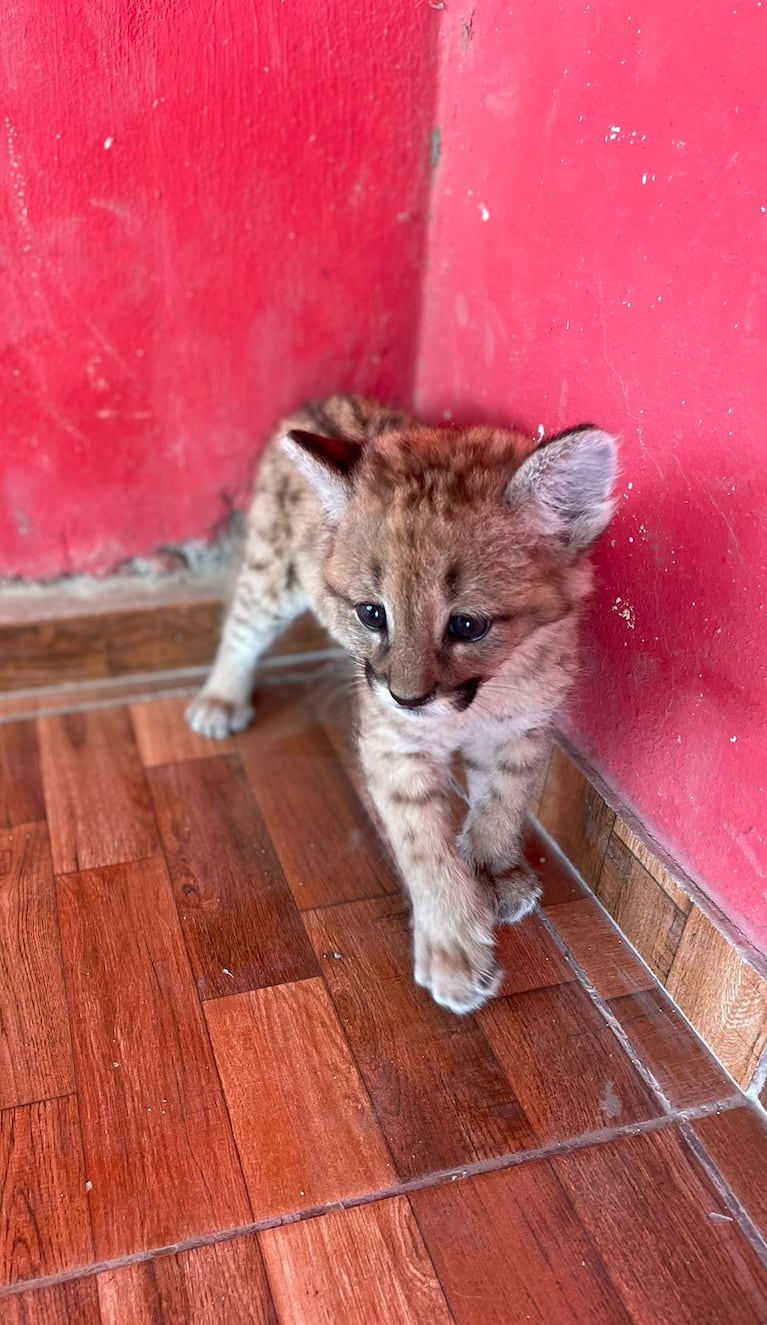 El cachorro de puma estaba en una casa de San Francisco del Chañar.