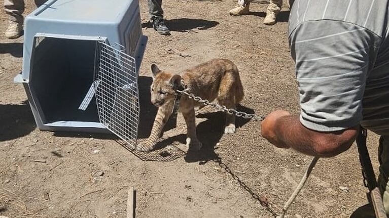 El cachorro de puma rescatado en Laboulaye.