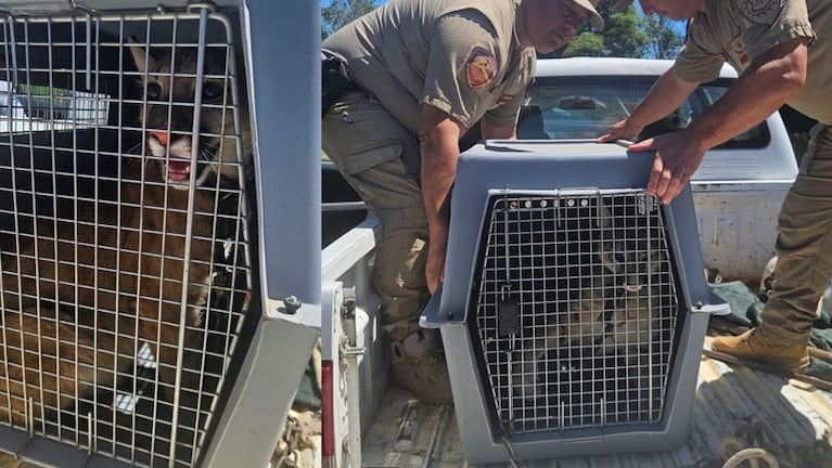 El cachorro de puma rescatado en Laboulaye.