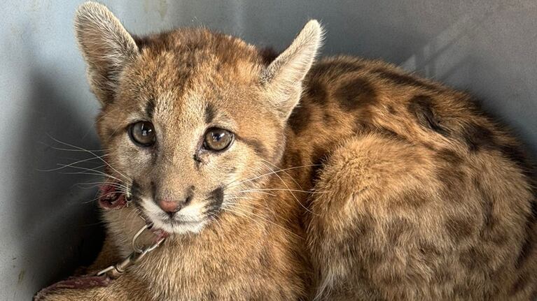 El cachorro de puma rescatado en Traslasierra.