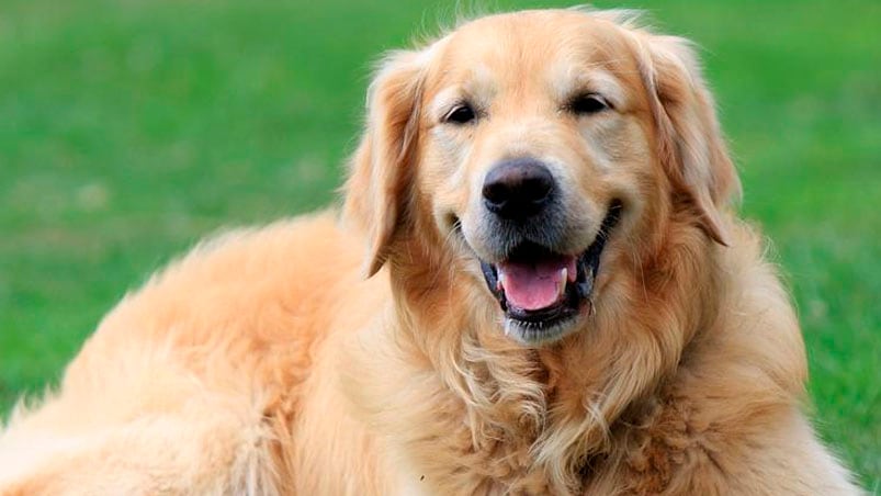 El cachorro Estándar murió tras cuatro horas en la bodega del colectivo. (Foto ilustrativa).