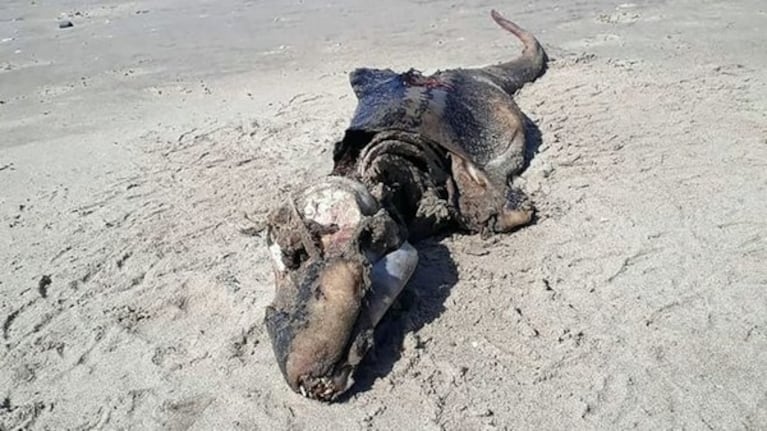 El cadáver de la extraña criatura fue descubierto en la playa.