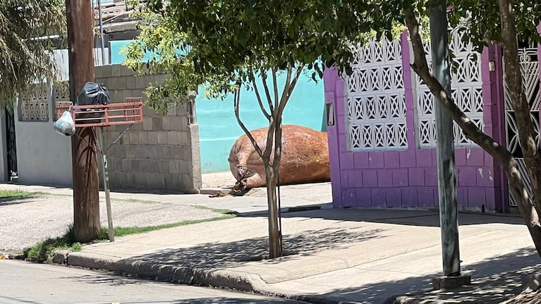 El cadáver de la vaca seguía en la entrada de una casa de barrio Ciudad Parque Las Rosas. Foto: Andrés Ferreyra/El Doce.