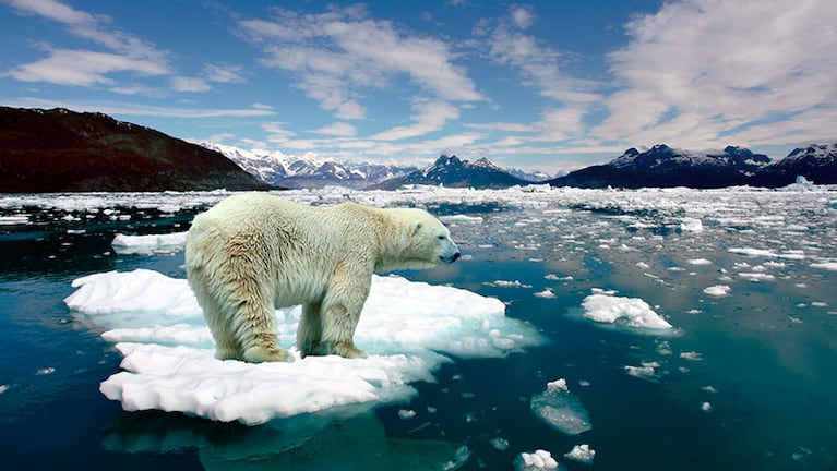 El calentamiento global amenaza a las especies de todo el planeta.