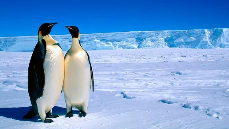 El cambio climático impacta a gran escala en el Polo Sur.