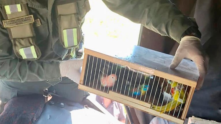 El camión con las aves viajaba desde Asunción hacia Córdoba.