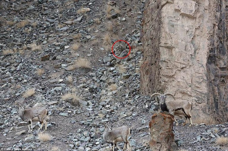 El camuflaje de un leopardo para atacar a unas cabras