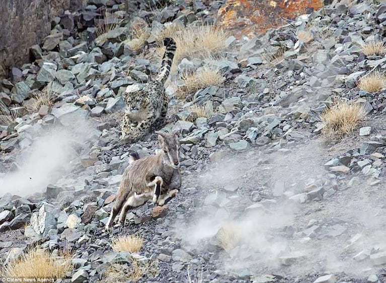 El camuflaje de un leopardo para atacar a unas cabras