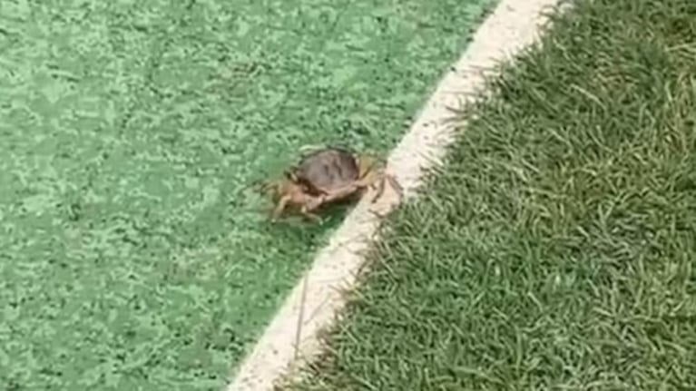 El cangrejo fue visto en la Costanera del centro de Córdoba.
