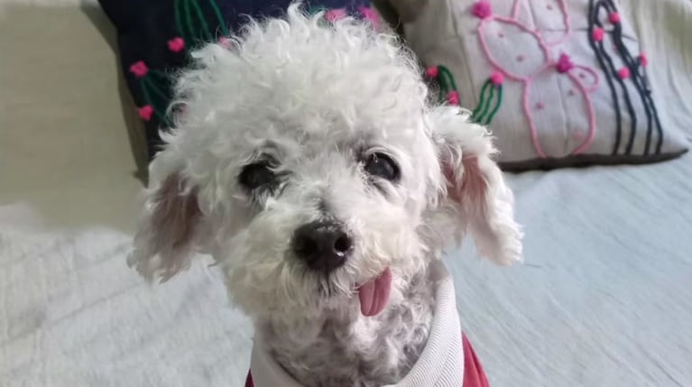 El caniche toy Marcelito falleció en las últimas horas.