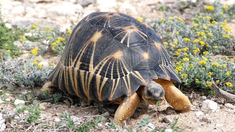 El caparazón radiado de la tortuga es el objetivo de los cazadores furtivos.