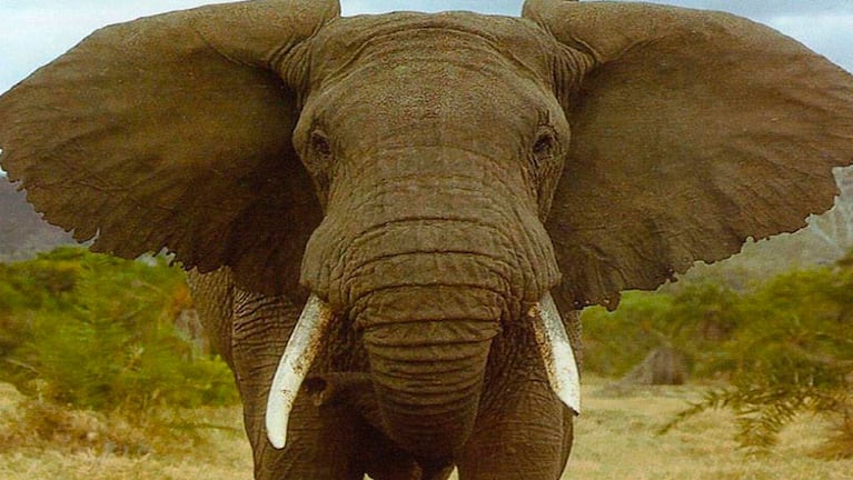 El cazador estaba escondido en un refugio pero el elefante lo descubrió. 