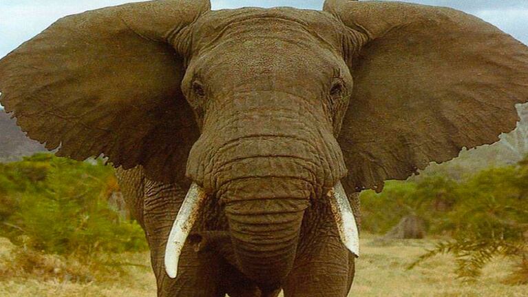 El cazador estaba escondido en un refugio pero el elefante lo descubrió.