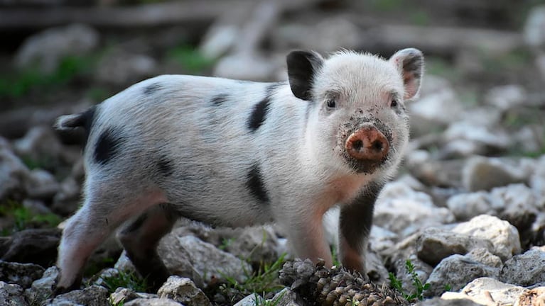 El cerdo nació en la localidad cordobesa de Ucacha. Foto ilustrativa.