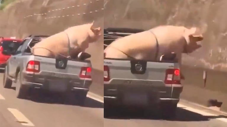 El chancho era transportado en una camioneta de manera ilegal.