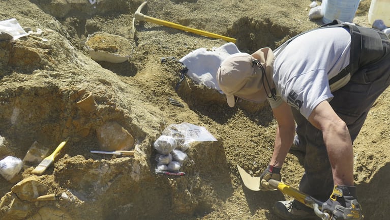 El Chubutinectes carmeloi fue desenterrado por completo en 2021.